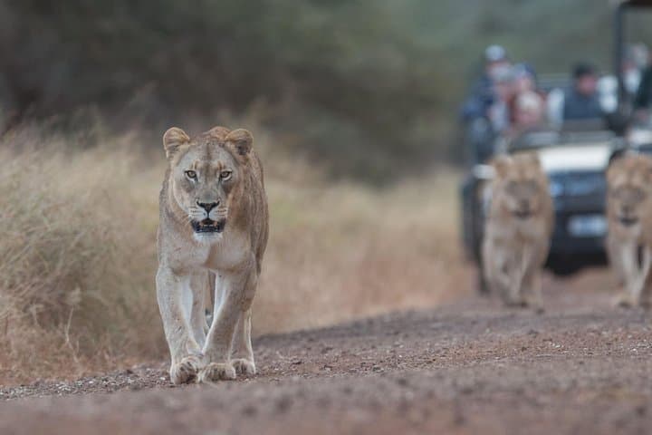 Manyoni Safari Drive — Big Five Game Drive in KwaZulu-Natal's Zululand