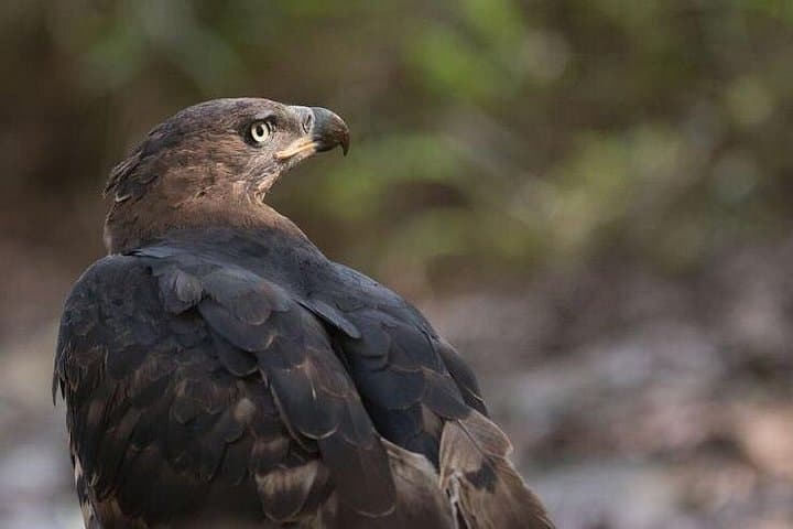 Manyoni Birding Safari: Birding the Mkuze Area’s Diverse Species photo 4