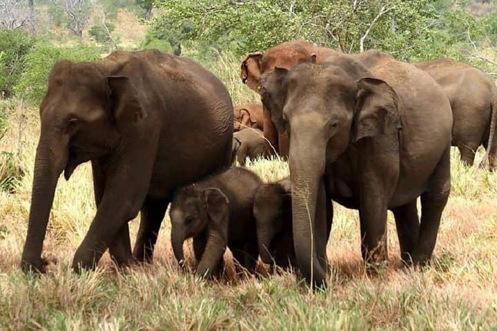 Full-Day Shared Safari at Yala National Park — Leopard and Elephant Game Drive