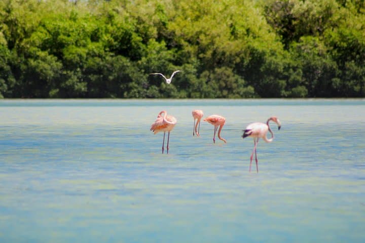 Holbox Island Day Trip from Cancun — Punta Mosquito, Passion Island & Lunch photo 2