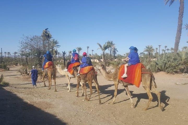 Marrakech Palmeraie Camel Ride: 1-Hour Palm-Grove Camel Safari