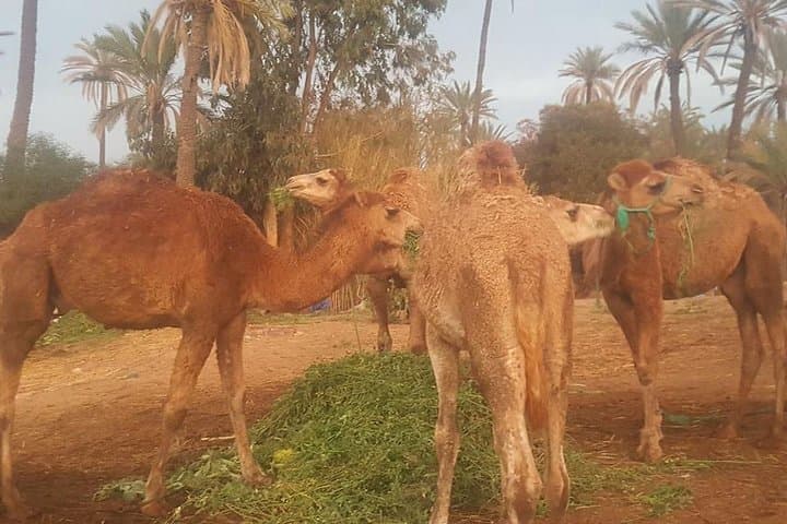 Marrakech Palmeraie Camel Ride: 1-Hour Palm-Grove Camel Safari photo 3