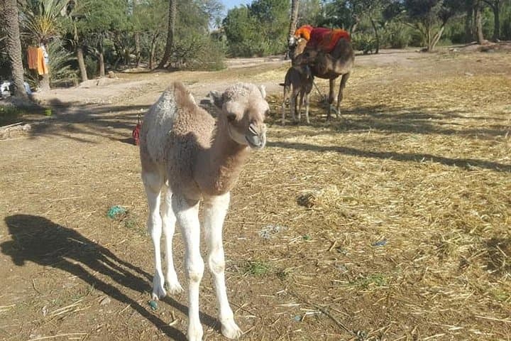 Marrakech Palmeraie Camel Ride: 1-Hour Palm-Grove Camel Safari photo 4