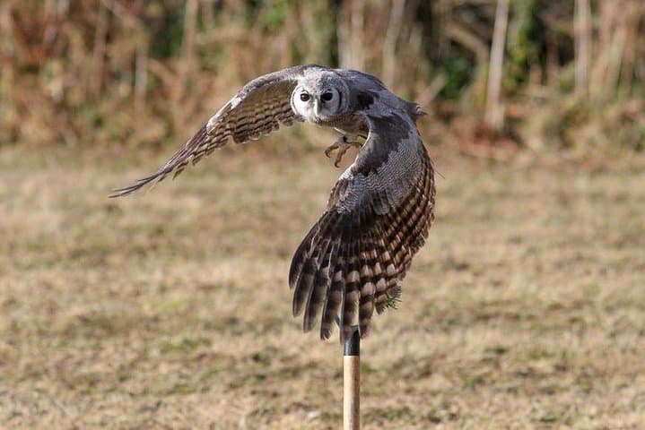 Bird Watching in Mosi-oa-Tunya National Park: Guided Half-Day Tour from Livingstone photo 2