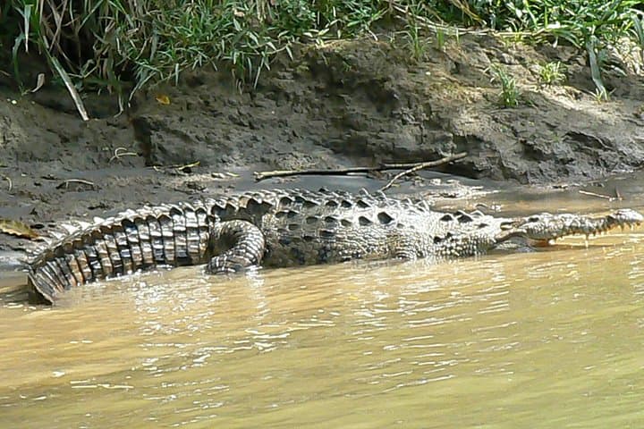 Sarapiqui River Safari from San José — Wildlife Cruise & Rainforest Lunch photo 4