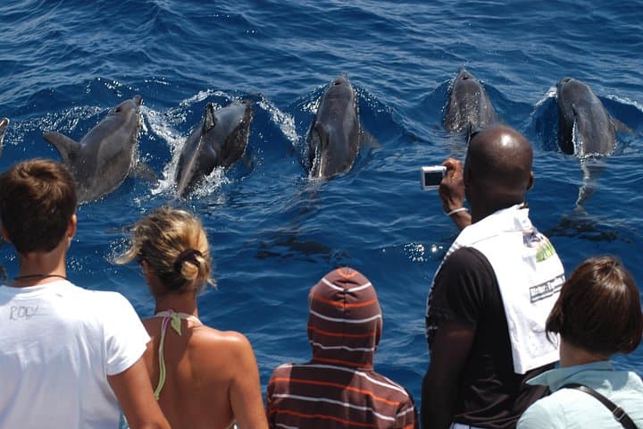 Gran Canaria Whale & Dolphin Watching Catamaran — Spirit of the Sea Excursion photo 2