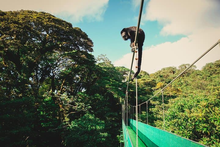Monteverde Sky Walk, Sky Tram & Sky Trek Zipline — Cloud-Forest Canopy Combo photo 5