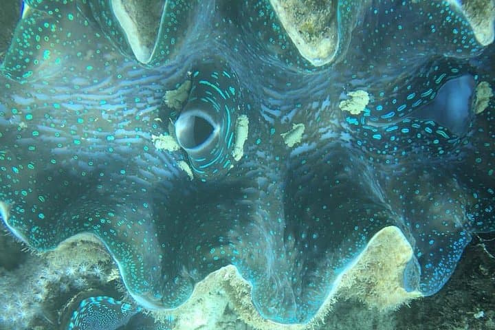 Snorkel with Turtles at Back to Eden, Port Vila — Yumi Tours photo 6