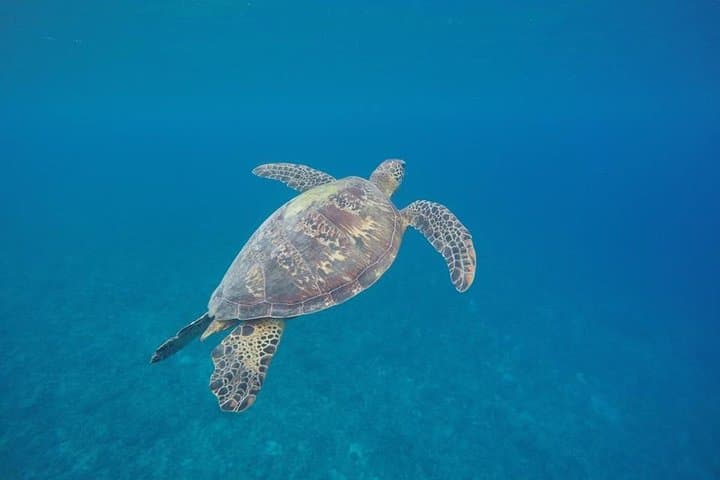 Snorkel with Turtles at Back to Eden, Port Vila — Yumi Tours