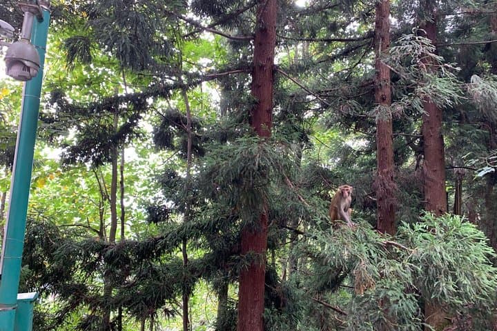 Zhangjiajie in Three Days: Private Tour from Shanghai to the Avatar Peaks photo 5