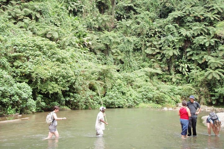 Discovery Bush Walk from Port Vila: Half-Day Guided Nature & Village Walk photo 3