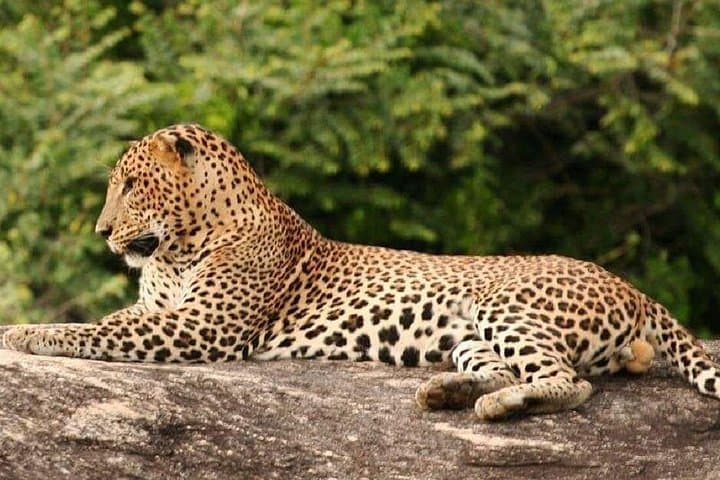 Yala Morning Private Safari: 7-Hour Game Drive for Leopards & Elephants photo 3