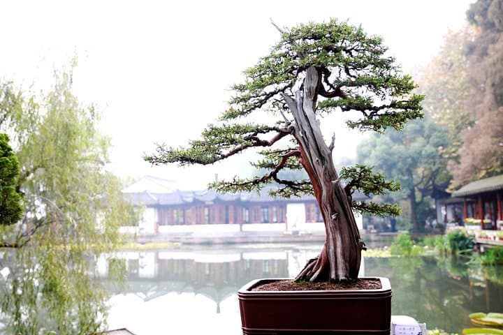 Bullet-Train Day Trip to Hangzhou: West Lake, Longjing Tea & Alibaba Visit photo 1
