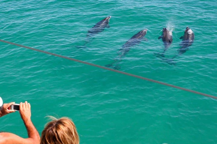 Sado Estuary Dolphin Safari from Lisbon: Half-Day Wild Dolphin Watching photo 3
