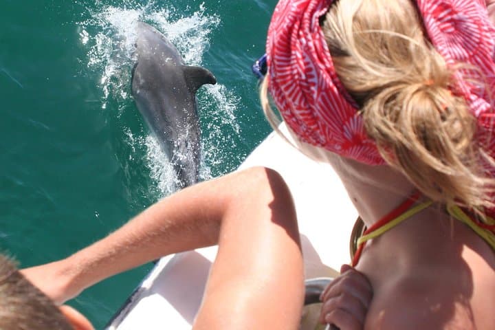 Sado Estuary Dolphin Safari from Lisbon: Half-Day Wild Dolphin Watching photo 4