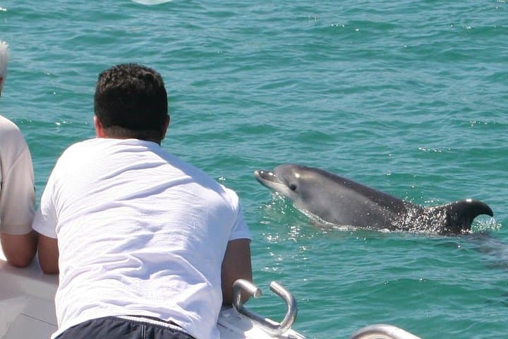 Sado Estuary Dolphin Safari from Lisbon: Half-Day Wild Dolphin Watching photo 5