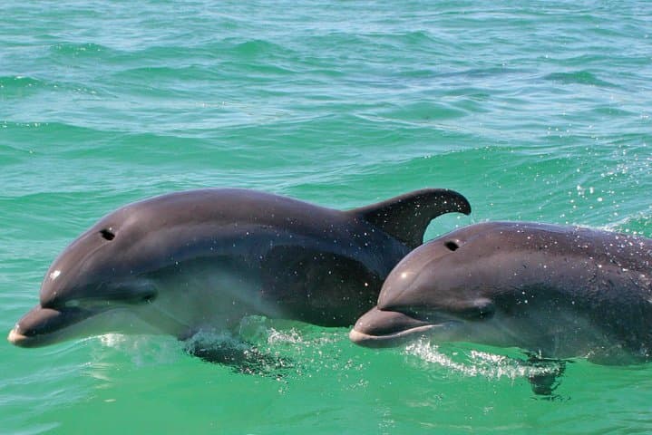 Sado Estuary Dolphin Safari from Lisbon: Half-Day Wild Dolphin Watching photo 2