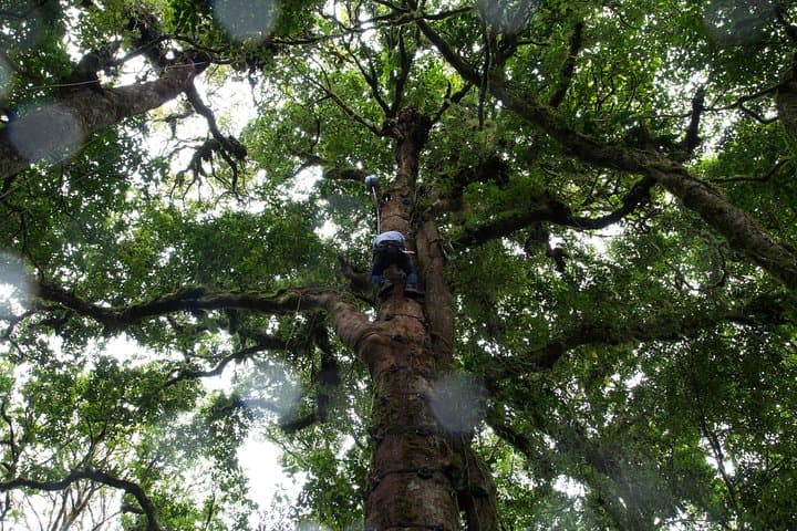 Monteverde Sky Tram, Sky Trek & Tree Climbing: Full-Day Cloud Forest Adventure photo 3