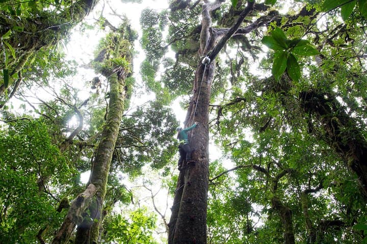 Monteverde Sky Tram, Sky Trek & Tree Climbing: Full-Day Cloud Forest Adventure