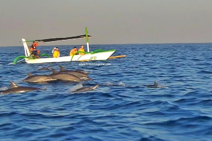 Lovina Dolphin Watching & Gitgit Waterfall Private Tour with Lunch photo 5