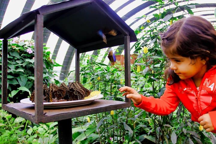 Monteverde Canopy Zipline & Butterfly Garden at Selvatura Park photo 4