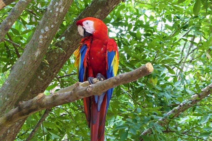 Roatán Zipline and Sloth Park Adventure: Canopy Views & Wildlife Encounters photo 4
