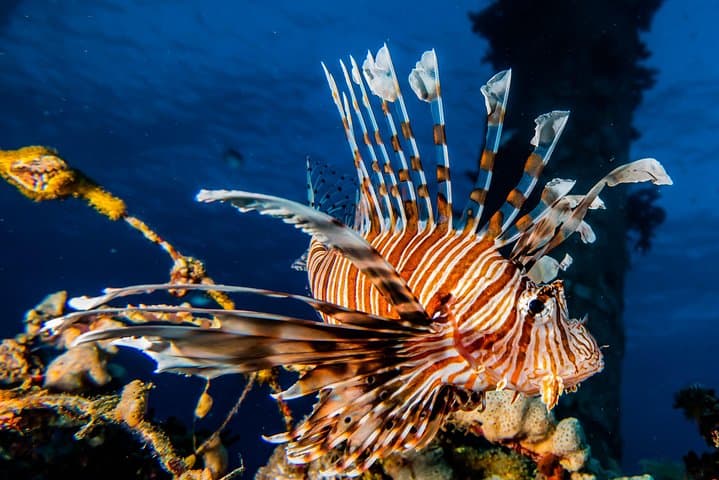 Eilat Coral Reef Snorkel: 40-Minute Guided Reef Experience