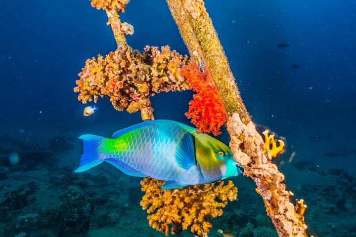 Eilat Coral Reef Snorkel: 40-Minute Guided Reef Experience photo 3