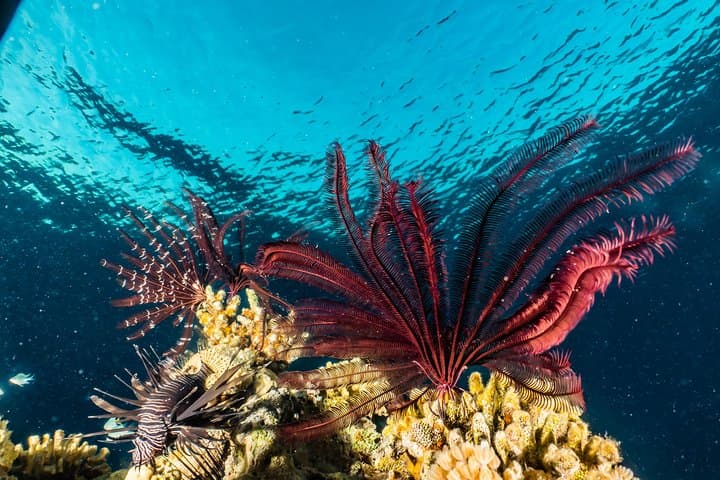 Eilat Coral Reef Snorkel: 40-Minute Guided Reef Experience photo 4