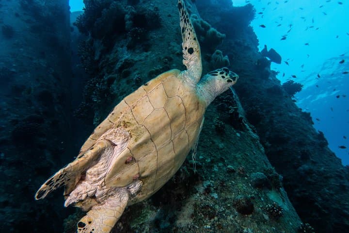 Eilat Coral Reef Snorkel: 40-Minute Guided Reef Experience photo 6