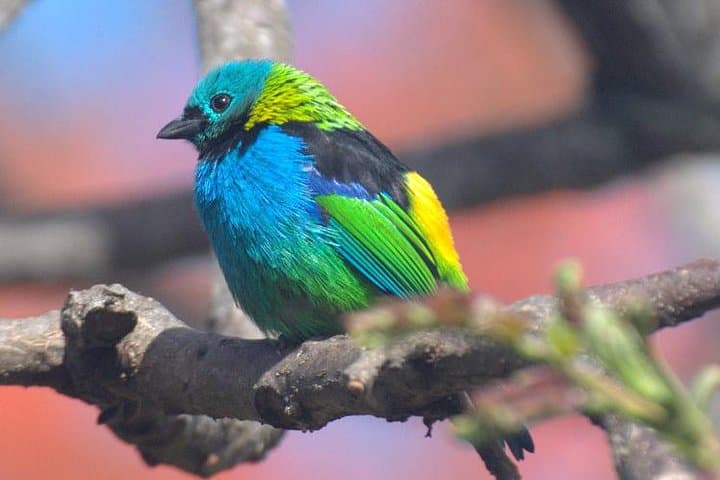 Tijuca National Park Birdwatching Tour — Spot Atlantic Forest Endemics with Pica-pau Tours