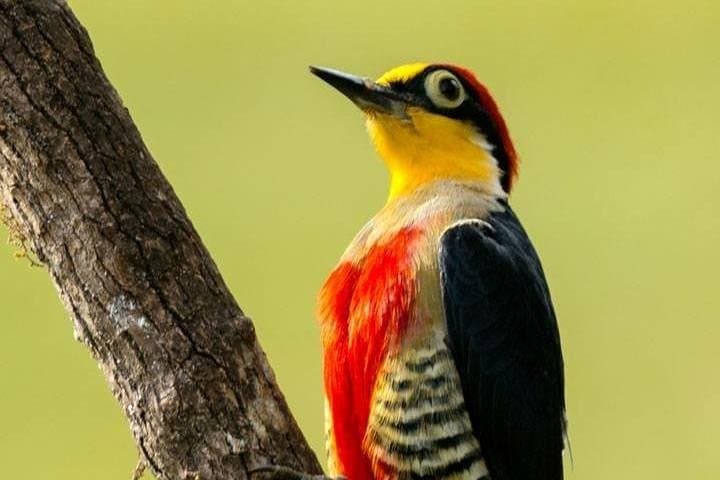 Tijuca National Park Birdwatching Tour — Spot Atlantic Forest Endemics with Pica-pau Tours photo 2