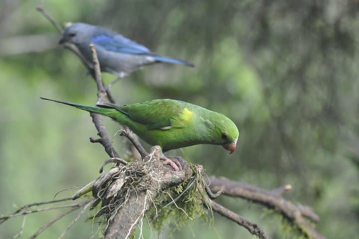 Tijuca National Park Birdwatching Tour — Spot Atlantic Forest Endemics with Pica-pau Tours photo 4
