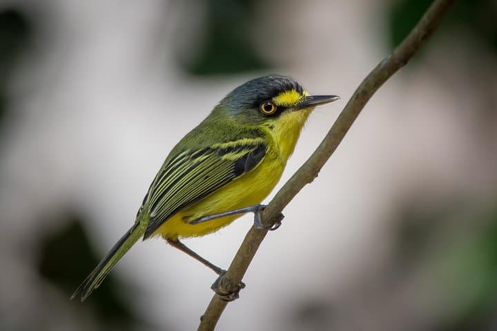 Tijuca National Park Birdwatching Tour — Spot Atlantic Forest Endemics with Pica-pau Tours photo 6