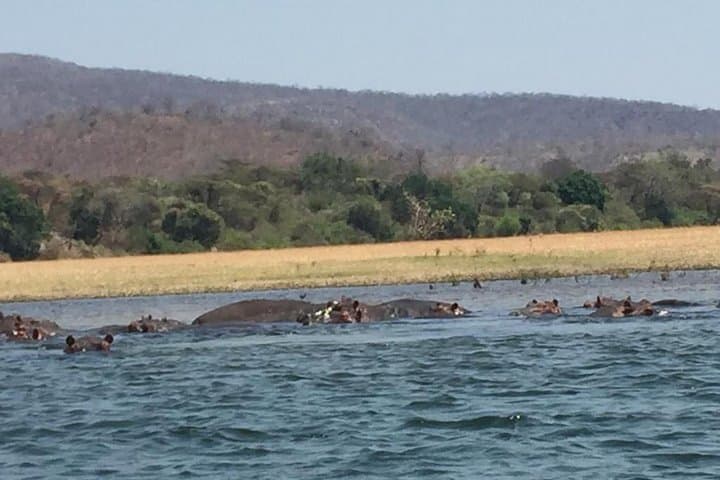 Chobe Day Trip from Livingstone — Big Five River Safari on the Chobe photo 2