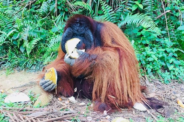 Orang Utan Island & Ipoh Day Trip from Kuala Lumpur — Wildlife and Heritage photo 3