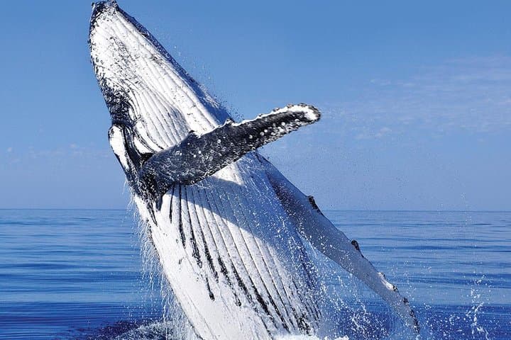 Cabo San Lucas Glass-Bottom Whale Watching Cruise & Tequila Tasting
