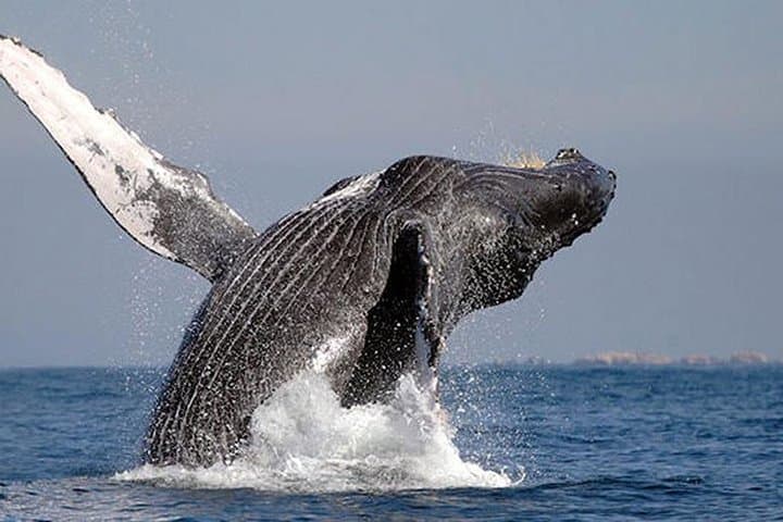 Cabo San Lucas Glass-Bottom Whale Watching Cruise & Tequila Tasting photo 2