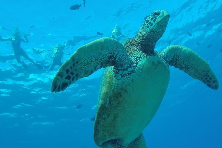 Guided Hanauma Bay Snorkel Tour: Skip the Line & Swim with Turtles photo 3