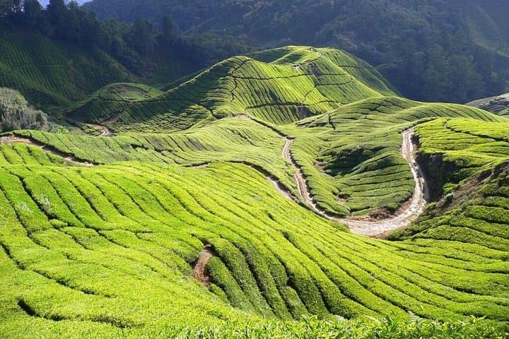 Cameron Highlands Day Trip from Kuala Lumpur — Tea Plantations, Waterfalls & Strawberry Farms photo 4