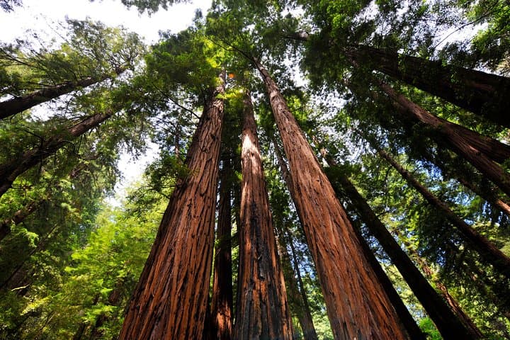 San Francisco to Muir Woods Shuttle — Direct Round-Trip to Coastal Redwoods photo 4