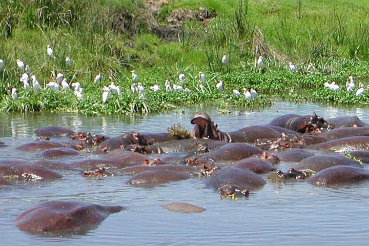 Ngorongoro Crater Day Trip: Big Game and Ancient Caldera from Arusha photo 2