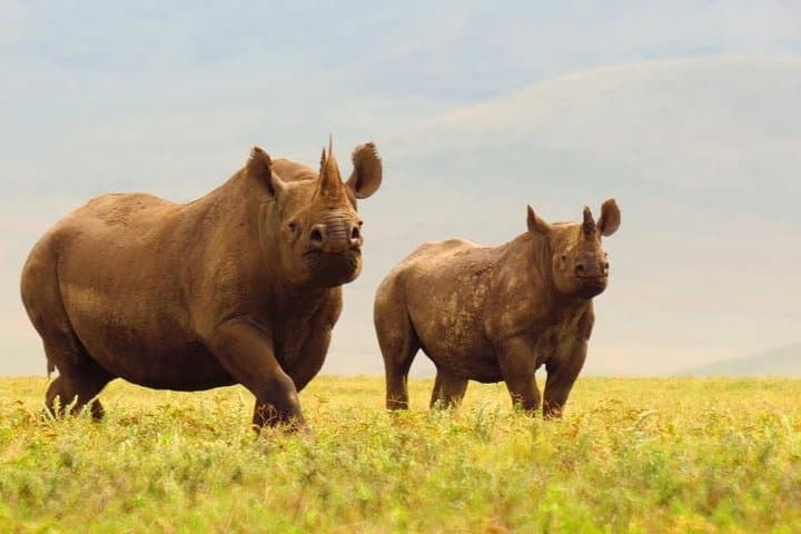 Ngorongoro Crater Day Trip: Big Game and Ancient Caldera from Arusha photo 3