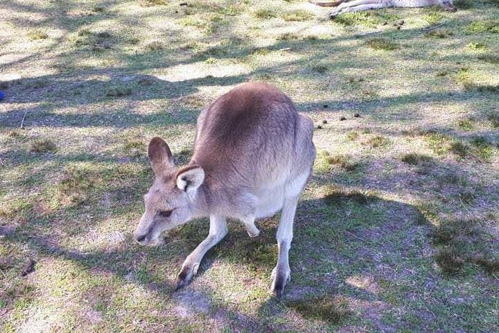 Blue Mountains Private Tour with Kangaroo and Koala Experience from Sydney photo 2