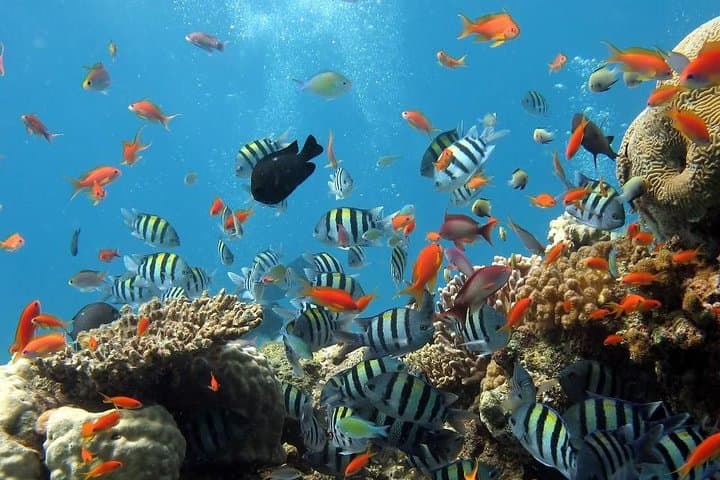 Full-Day Koh Phi Phi Scuba Diving Course from Phuket — Private 2-Dive Experience