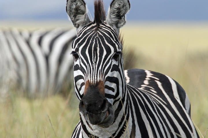 4-Day Safari from Arusha: Tarangire, Serengeti & Ngorongoro — Classic Tanzania Wildlife Circuit photo 1