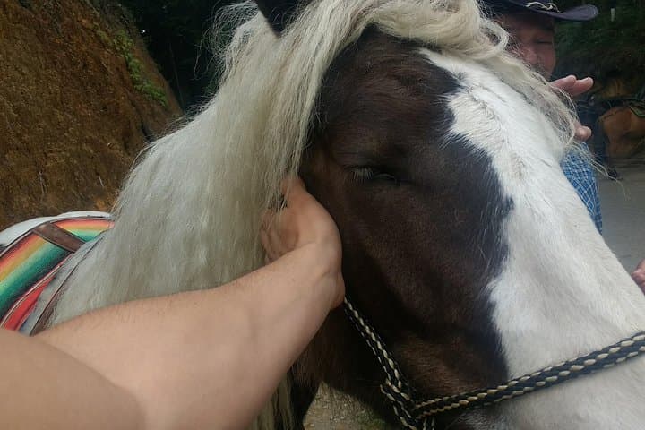 Horseback Riding Near Medellín: Scenic Trails, Rivers & Pine Forests photo 5