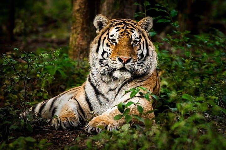 Private 6-Day Golden Triangle Tour with Ranthambore Tiger Safari