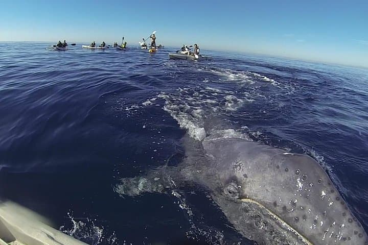 La Jolla Kayak Whale Watching: 2-Hour Guided Tour for Two