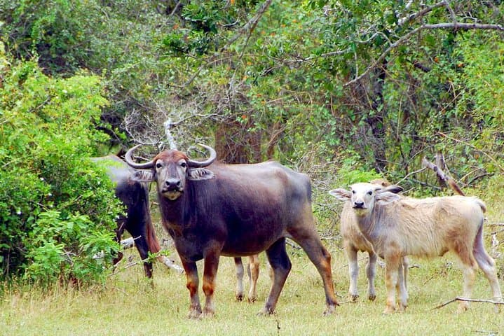 Galle to Ella via Udawalawe: Private Safari and Scenic Transfer photo 6